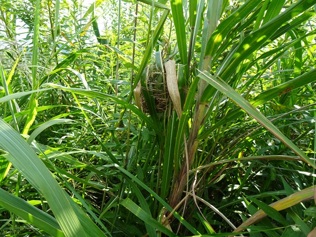 カヤネズミの巣　富士川親水公園