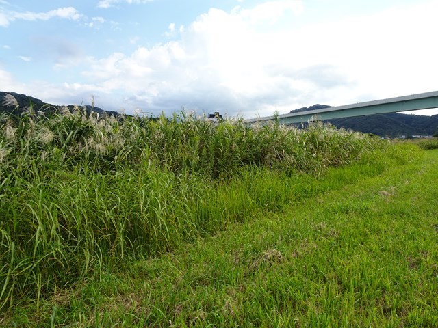 カヤネズミ調査地点　富士川親水公園