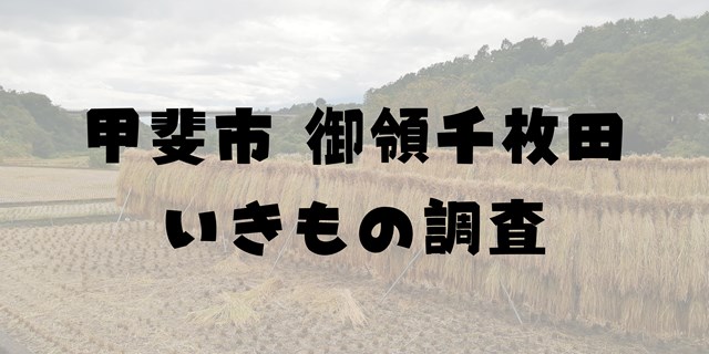 甲斐市御領千枚田いきもの調査