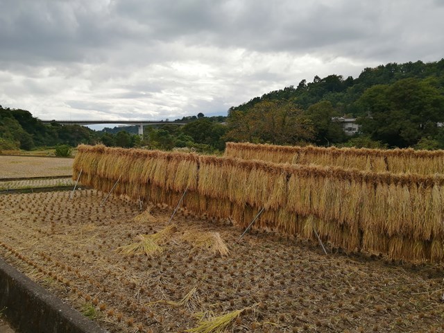 御領千枚田　棚田　稲刈り