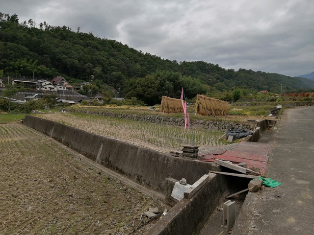 棚田の様子