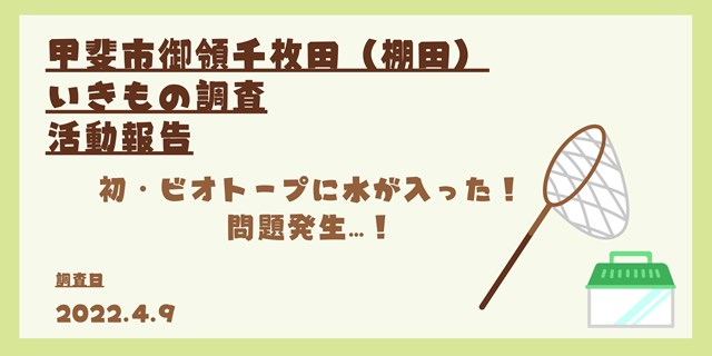 甲斐市御領千枚田（棚田）いきもの調査　ビオトープに水が入った