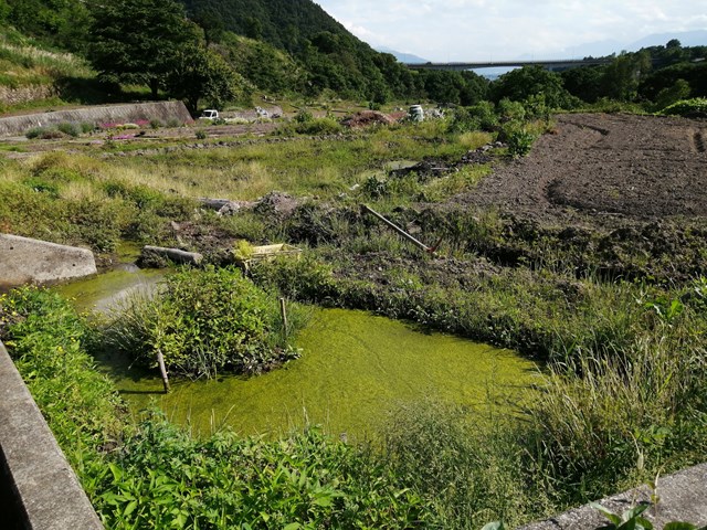 藻が発生したビオトープ