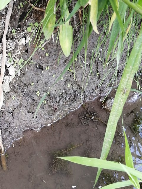 水中にトノサマガエル