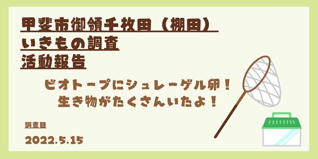 棚田で生き物調査　シュレーゲル　オケラ　ゲンゴロウ